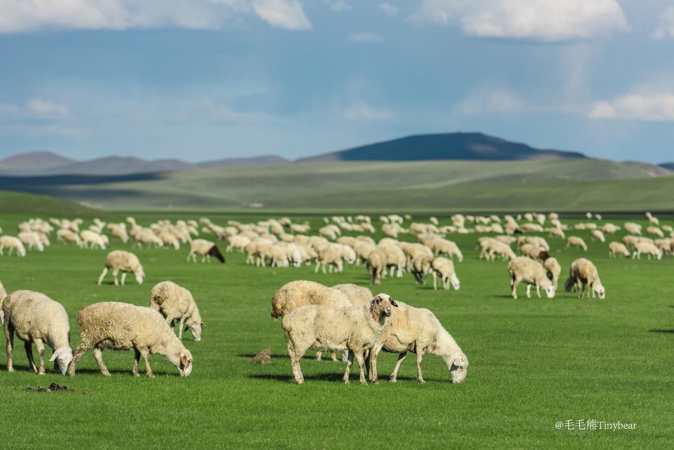呼伦贝尔,嘉宾云集,共享精彩时刻